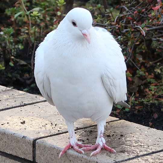 白い鳩のアップ