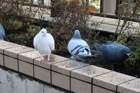 植え込みに集まる鳩