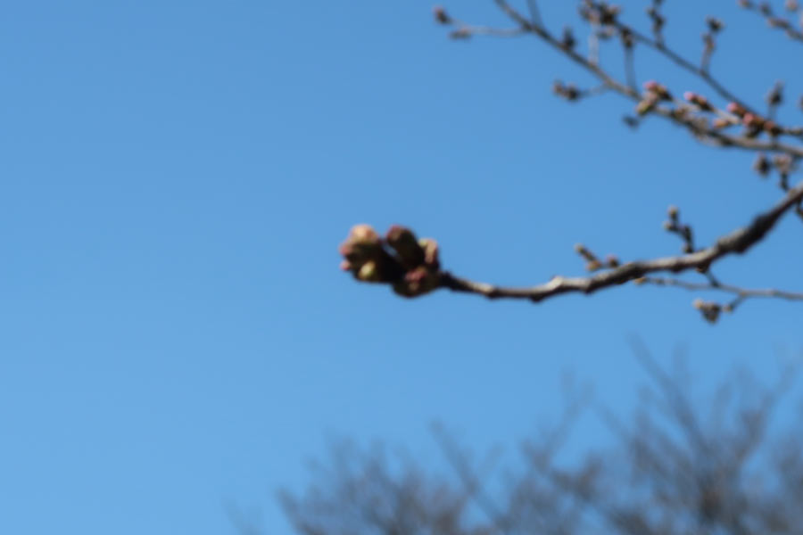ピンボケの桜のつぼみ