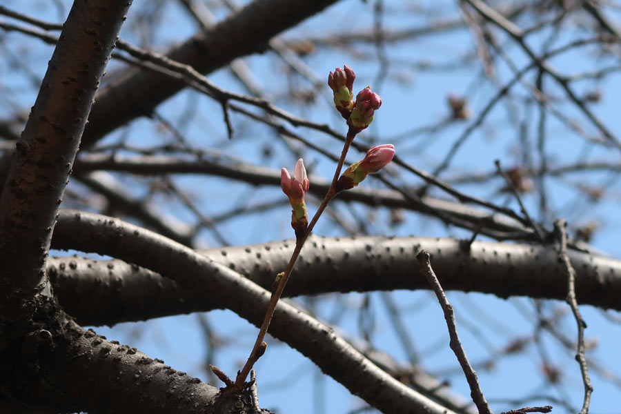 3/25の桜