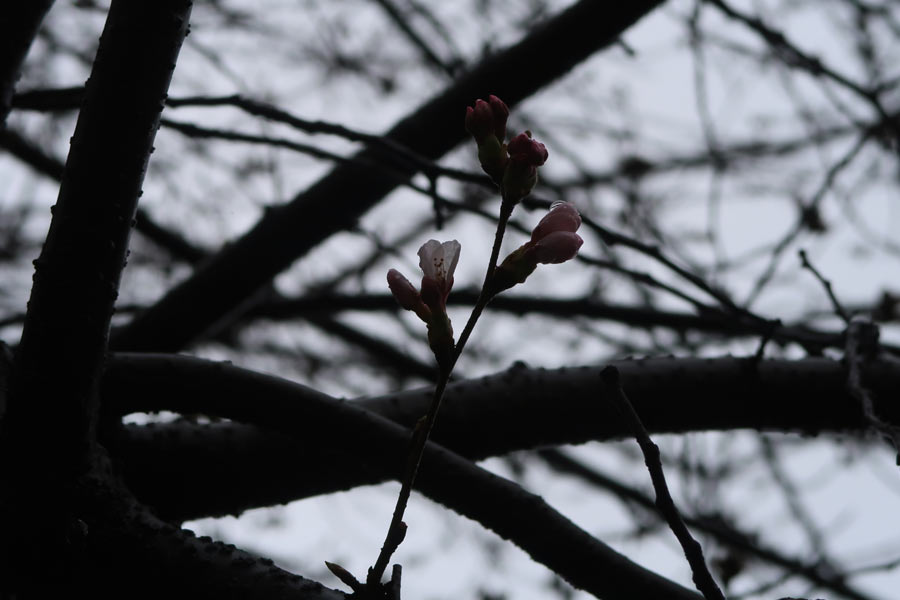 3/27の桜