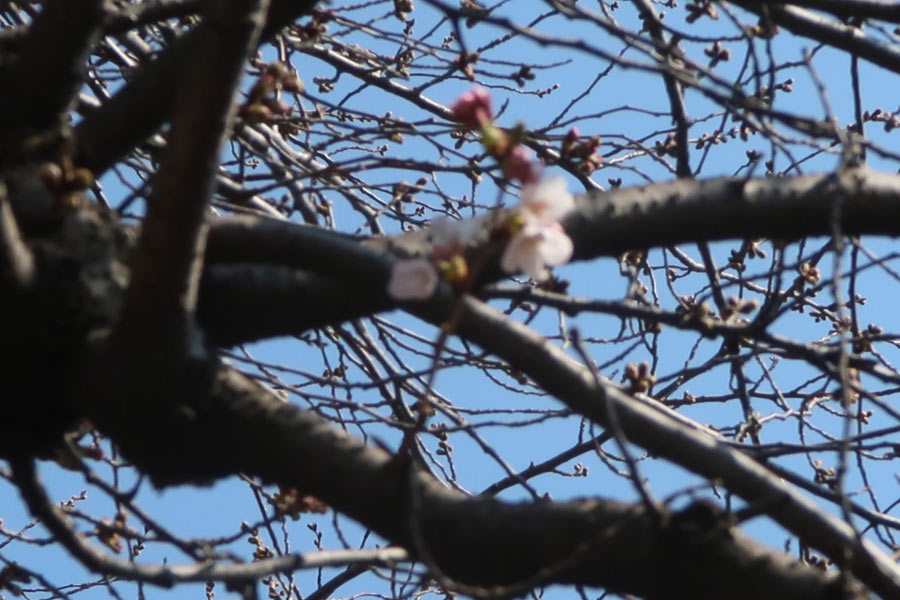3/30の桜
