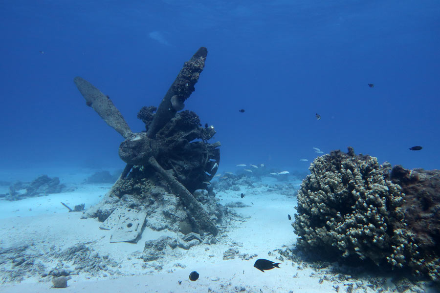 プロペラの残骸とサンゴ