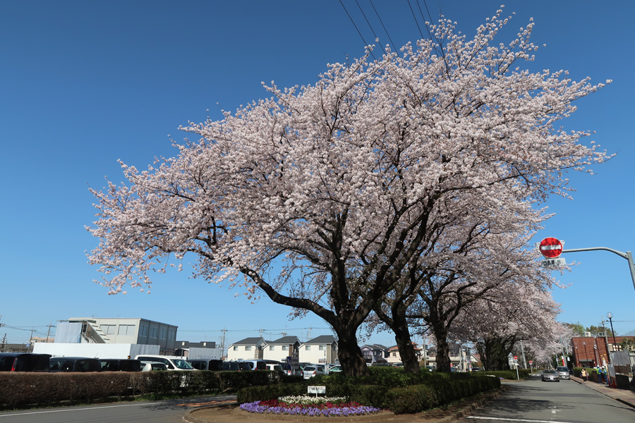 神明グリーンベルトの桜並木