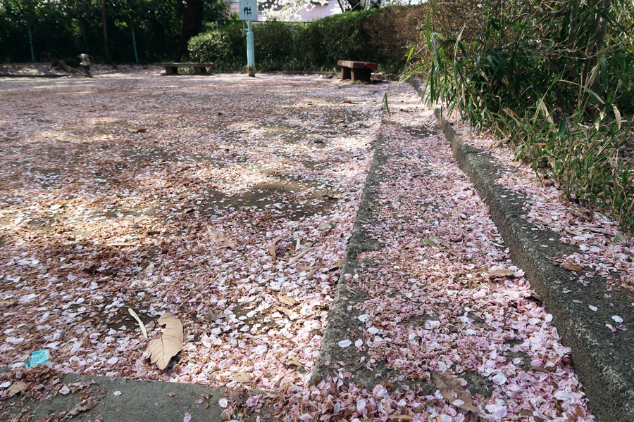 散った花びら