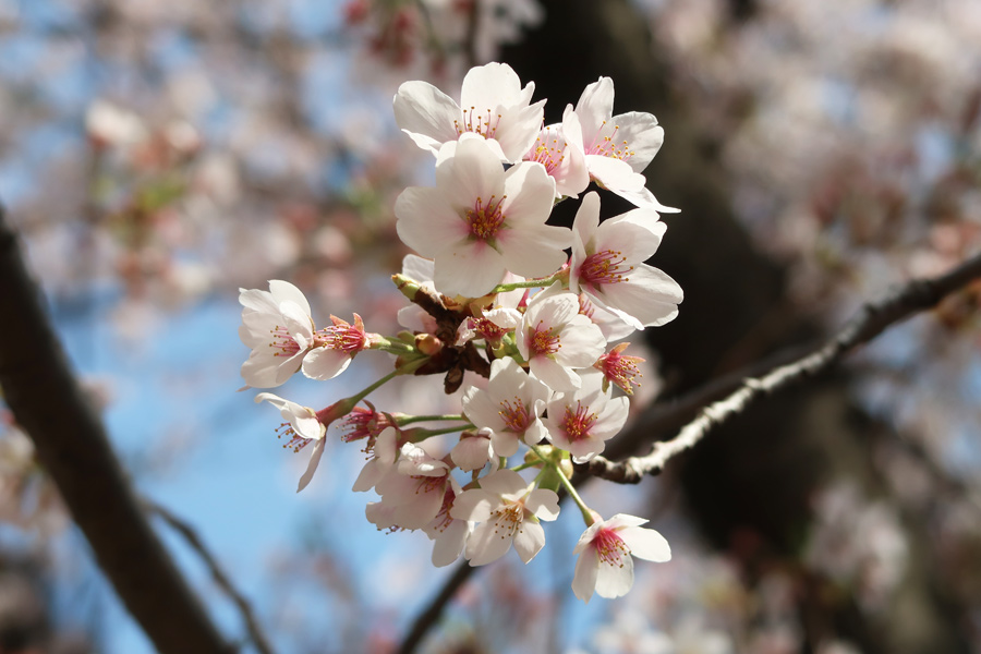 桜のアップ