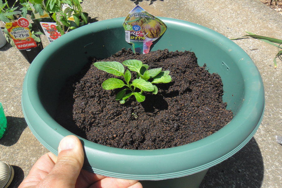 鉢植えにしたぺピーノ ロイヤル