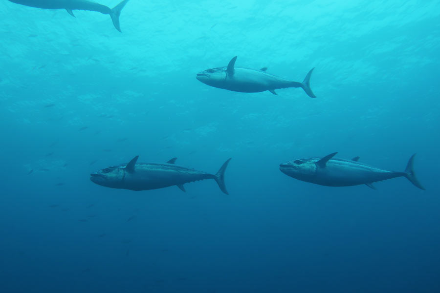 イソマグロの若魚