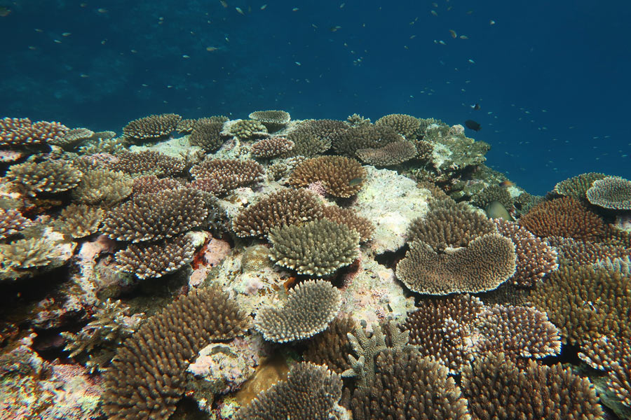 崎枝ビックアーチ、浅瀬のサンゴ