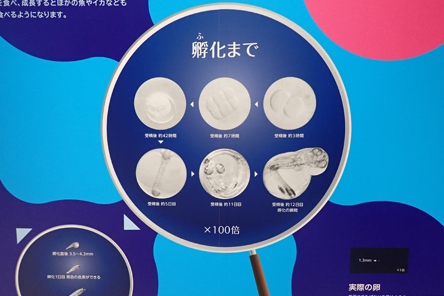 孵化まで ×100倍 孵化まで ×100倍