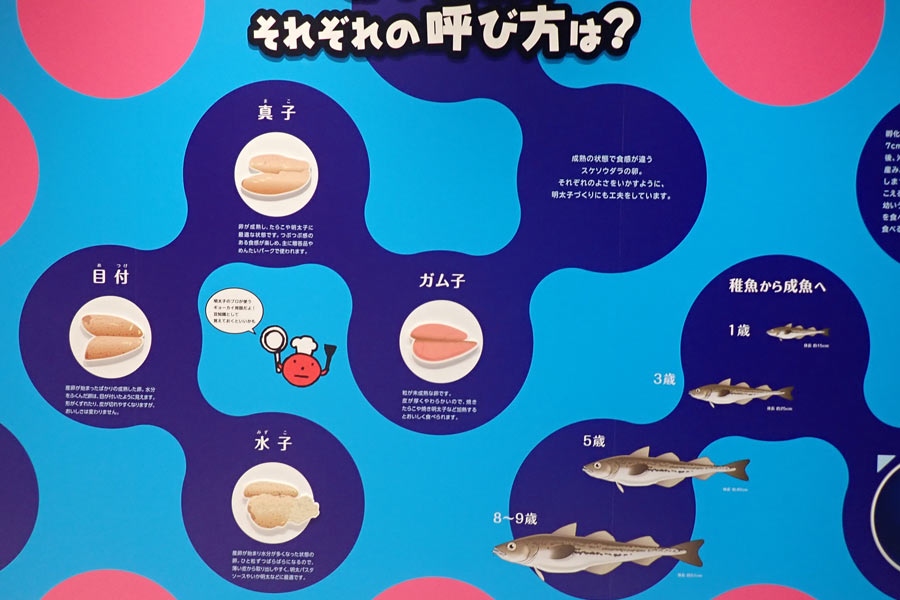 卵の熟成とそれぞれの呼び方は? 卵の熟成とそれぞれの呼び方は?