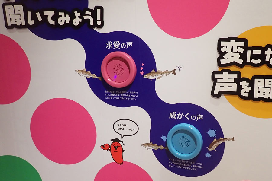 聞いてみよう 求愛の声、威かくの声 聞いてみよう 求愛の声、威かくの声