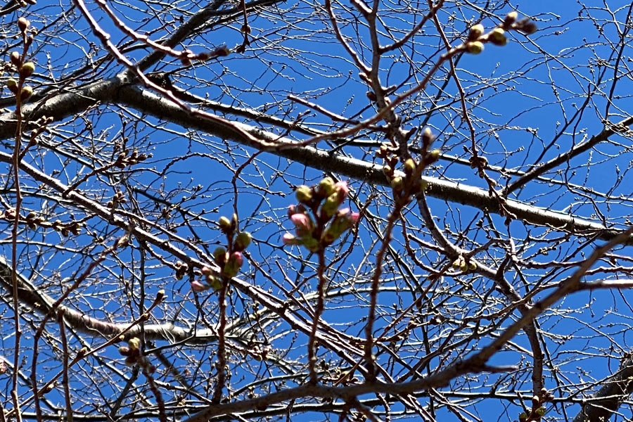 日野の桜