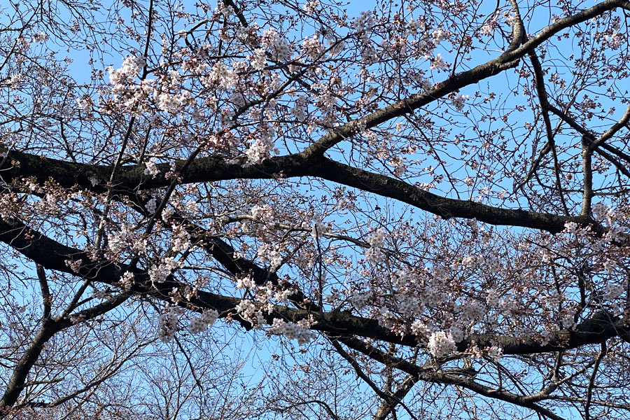 ブランコ奥左の桜