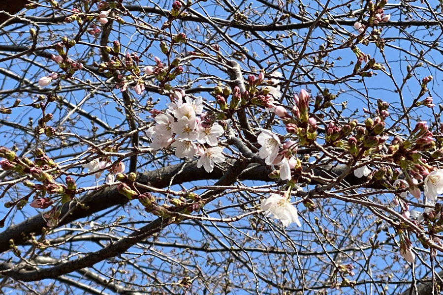 18日の桜