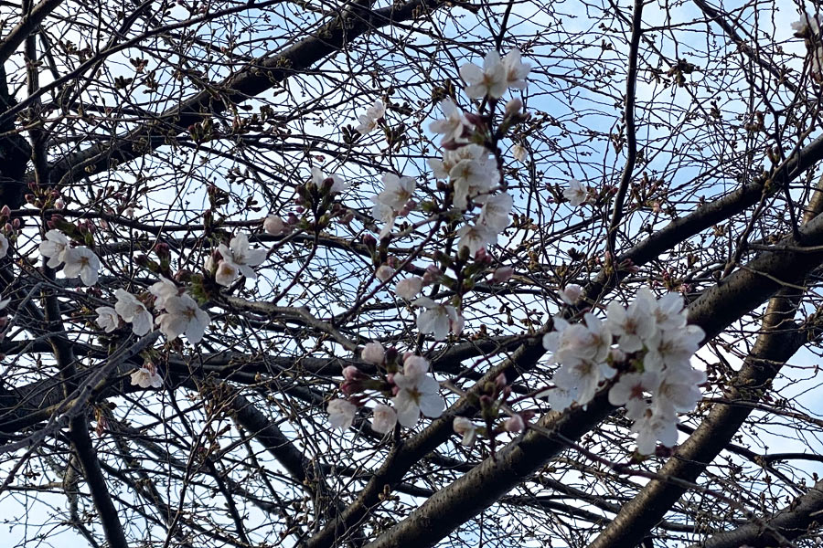 19日午後の桜