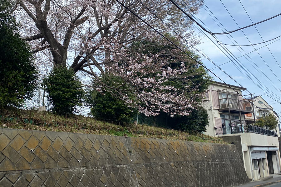 外に伸びてるブランコ奥左の桜の枝