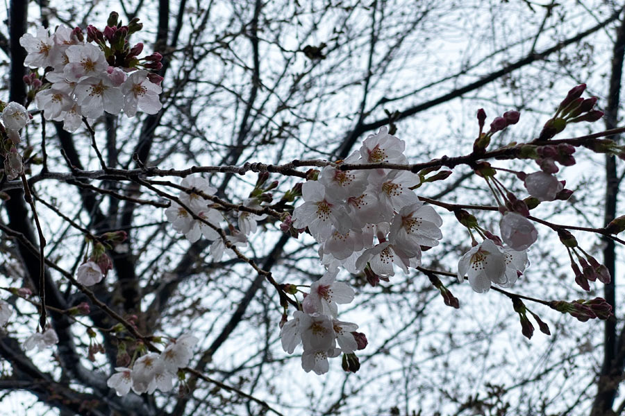 21日、電話ボックス脇の桜