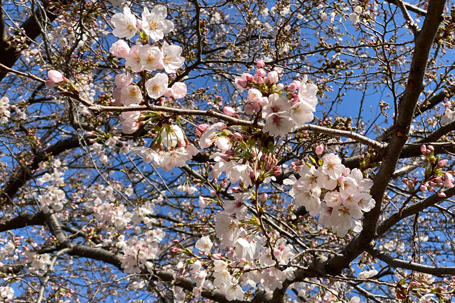24日、青空に桜が映えます