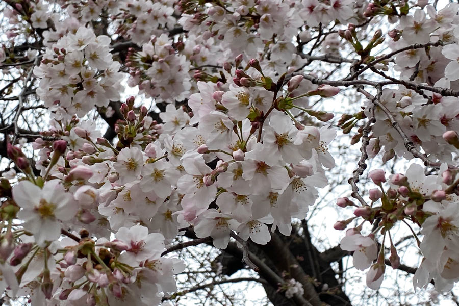 電話ボックス脇の桜