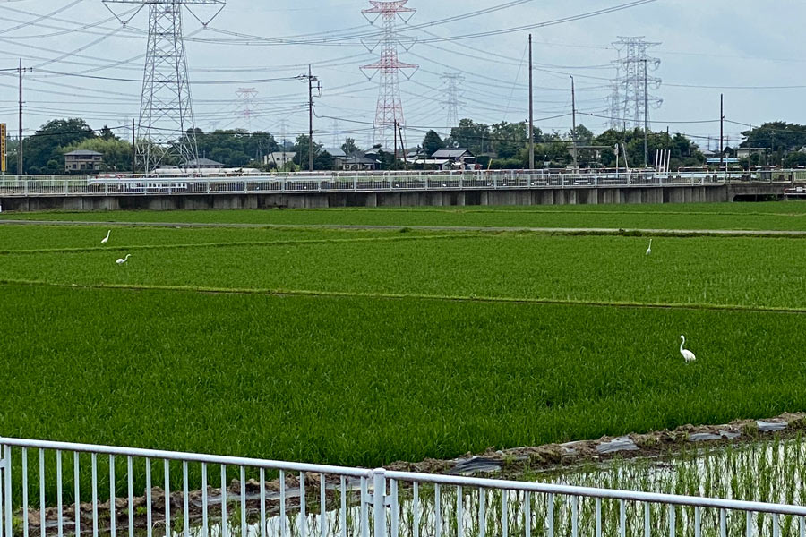 圏央道・川島IC近くの田んぼ