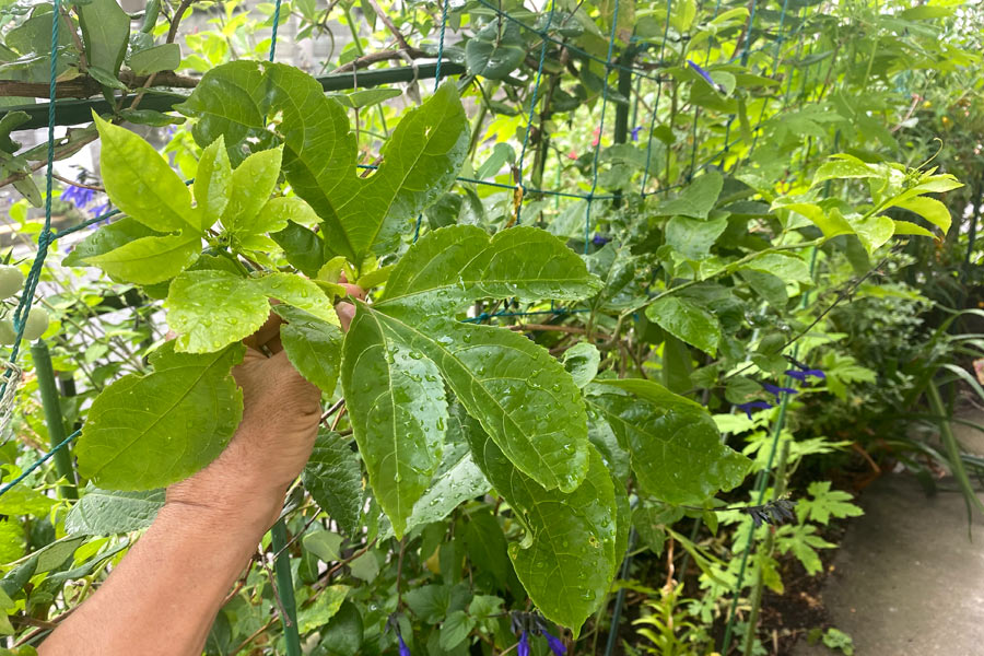 地植えして12週目のパッションフルーツ