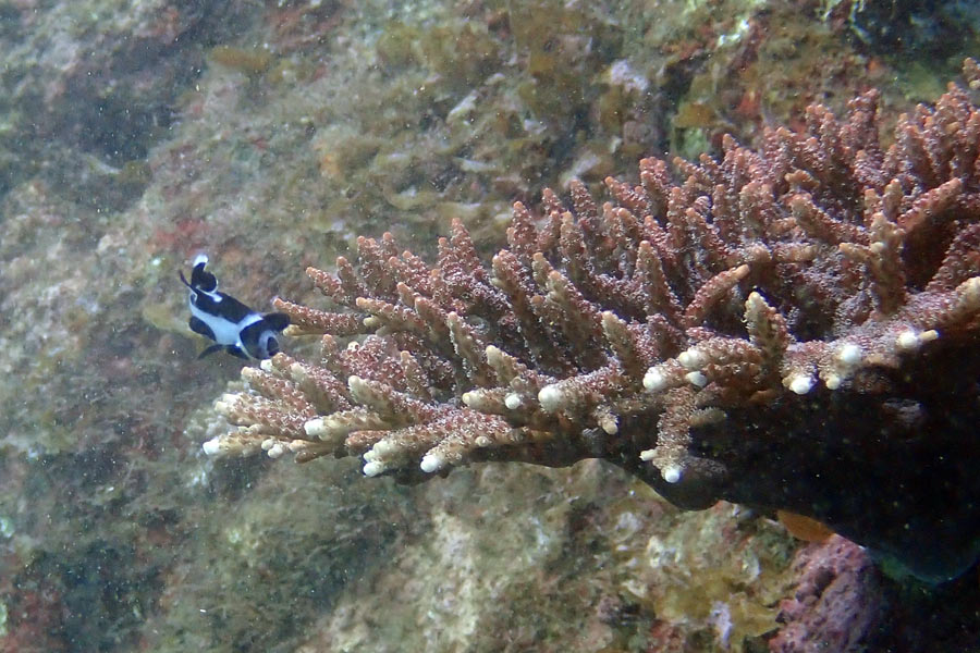 マダラタルミの幼魚