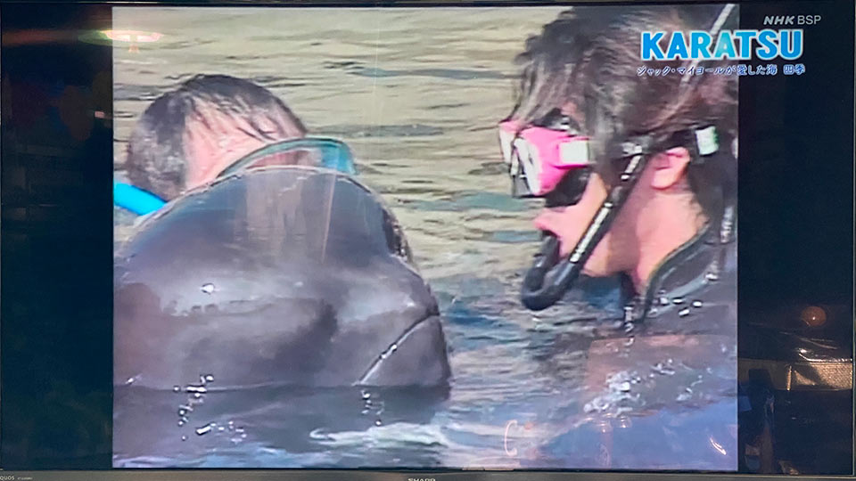 救助されたコビレゴンドウ 救助されたコビレゴンドウ