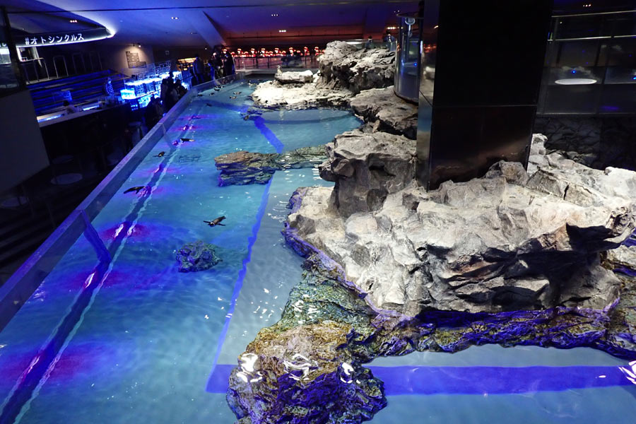 6階から見たプール型水槽の全景 6階から見たプール型水槽の全景