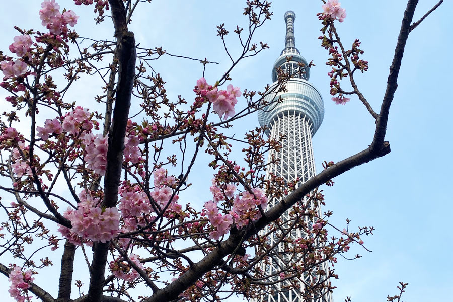 東武橋のすぐ横に植えられた河津桜とスカイツリー