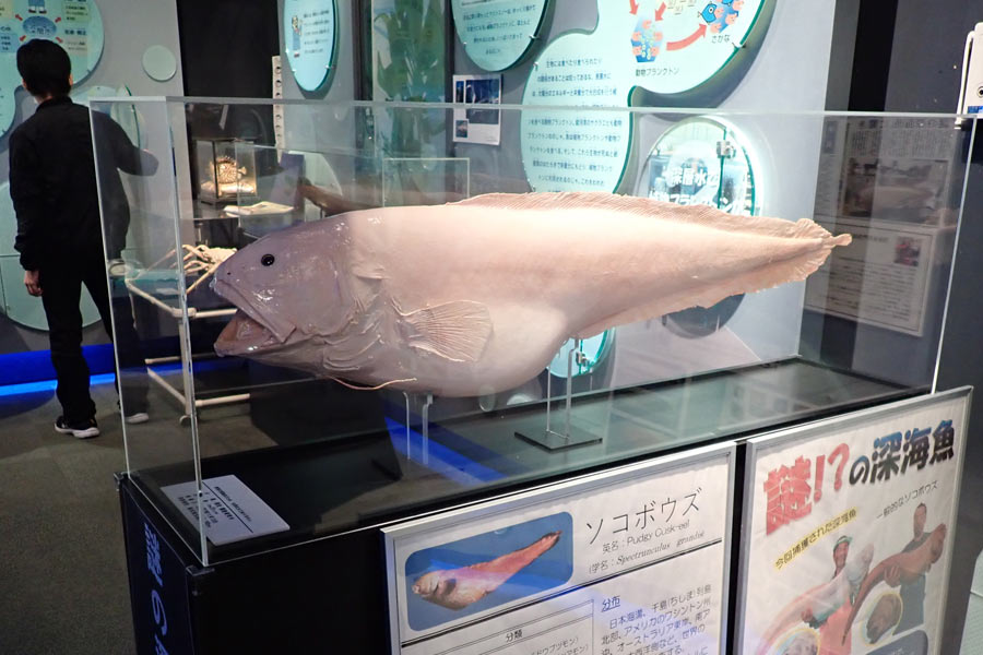 深層水ミュージアムの謎の深海魚