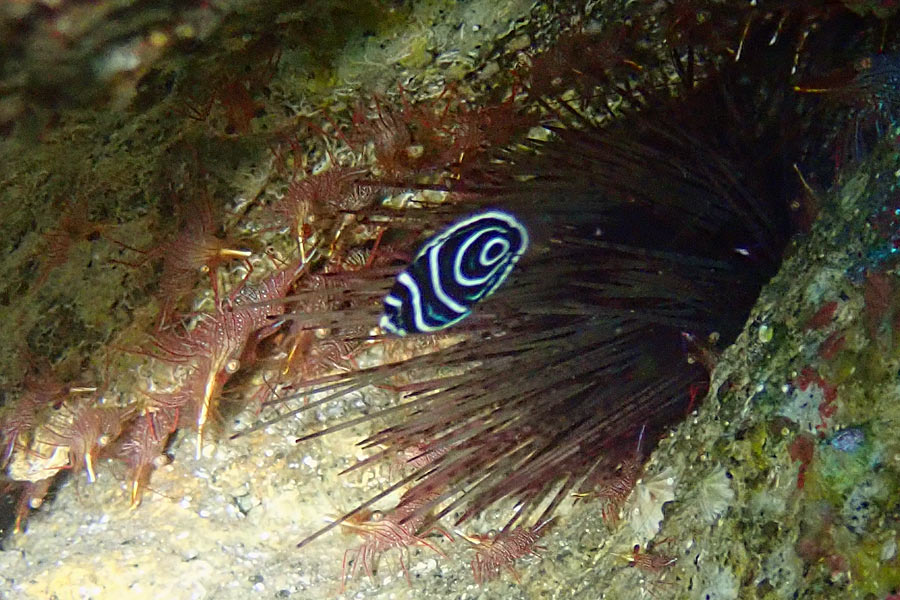 タテキンの幼魚