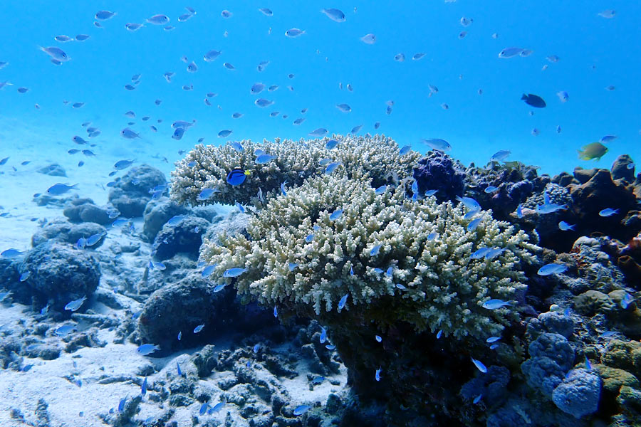 デバスズメダイの群れとナンヨウハギの幼魚