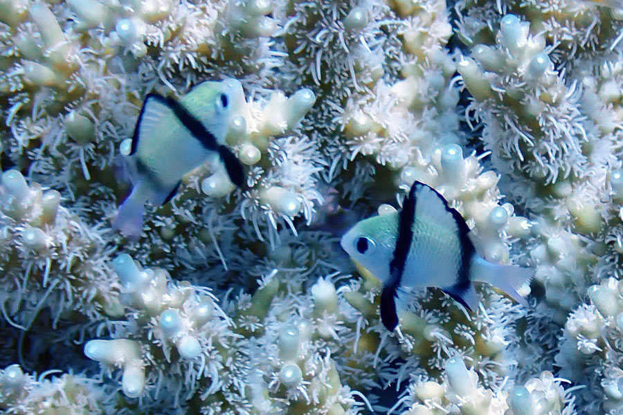 フタスジリュウキュウスズメダイの幼魚