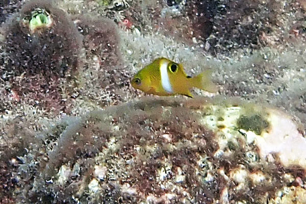 ハクセンスズメダイの幼魚