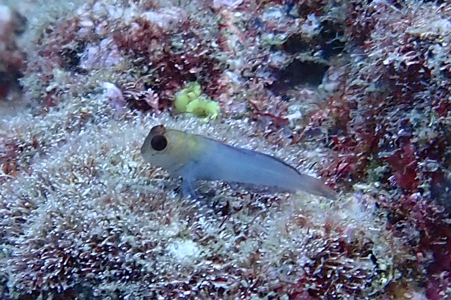 タテガミカエルウオの幼魚