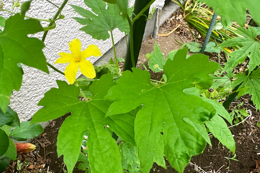 さつま大長レイシの花