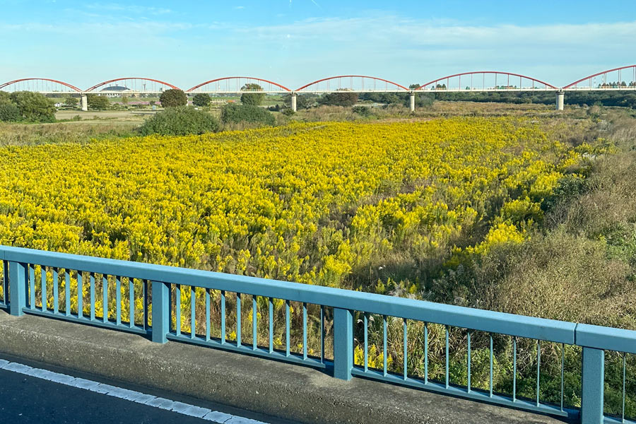 荒川の河川敷のセイタカアワダチソウ