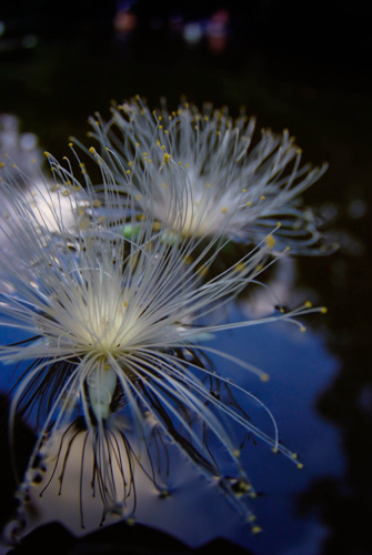 サガリ花 サガリ花