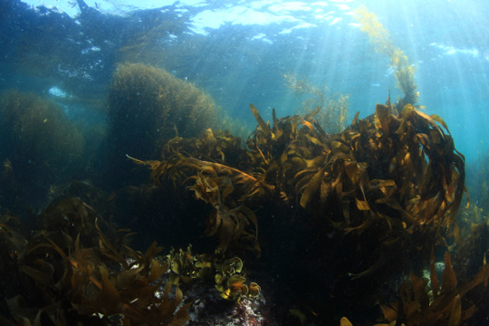 海藻の森 海藻の森
