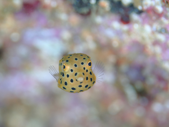 ミナミハコフグの幼魚