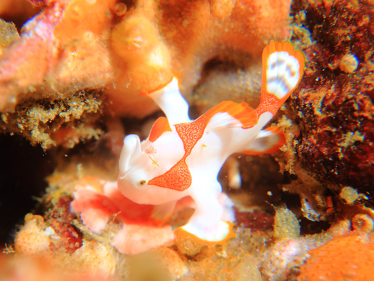 クマドリカエルアンコウの幼魚