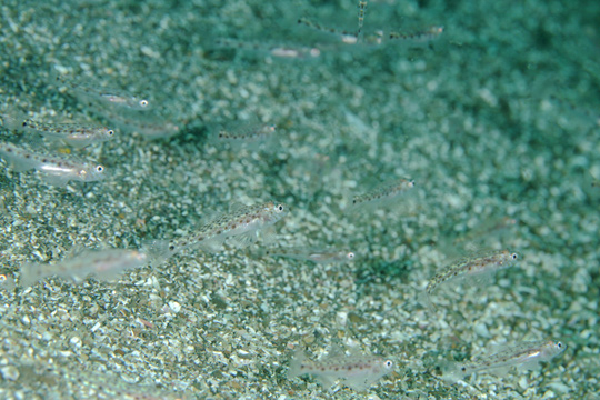 サビハゼの幼魚