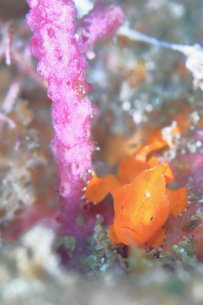 イロカエルアンコウの幼魚