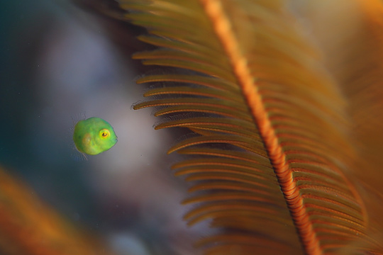 アオサハギの幼魚