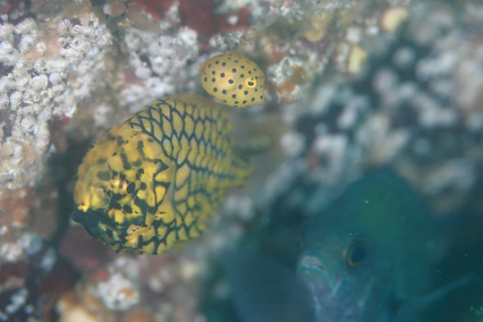 マツカサウオとミナミハコフグの幼魚
