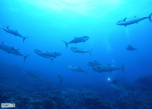 イソマグロの群れ