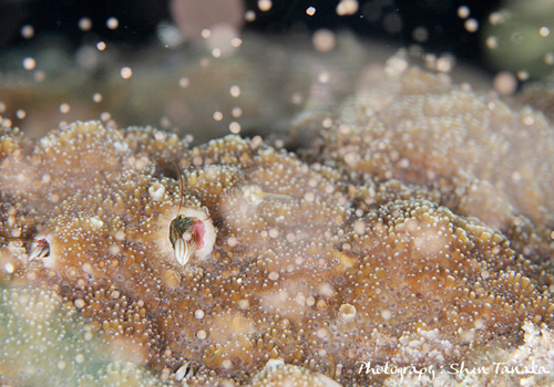 サンゴの産卵
