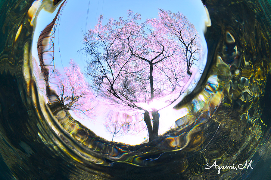 水中から見上げる桜