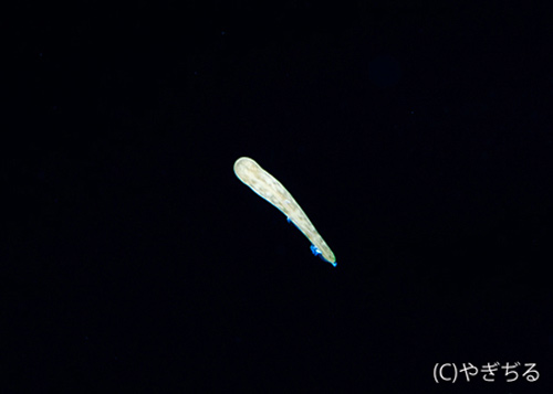 水面下の浅いところを浮遊している生物